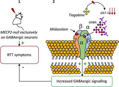 From Cannabinoids and Neurosteroids to Statins and the Ketogenic Diet: New Therapeutic Avenues in Rett Syndrome?